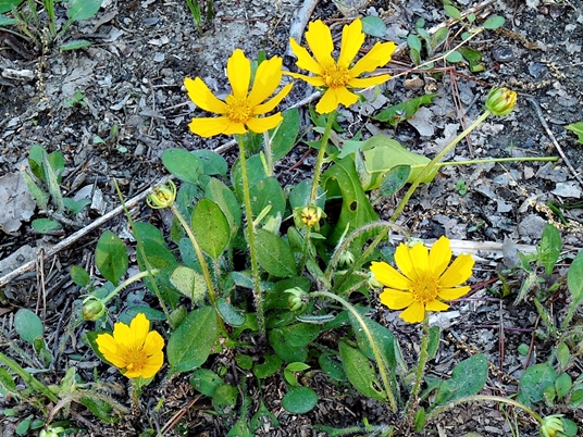 {Coreopsis auriculata}